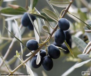 пазл Черный оливковая ветвь